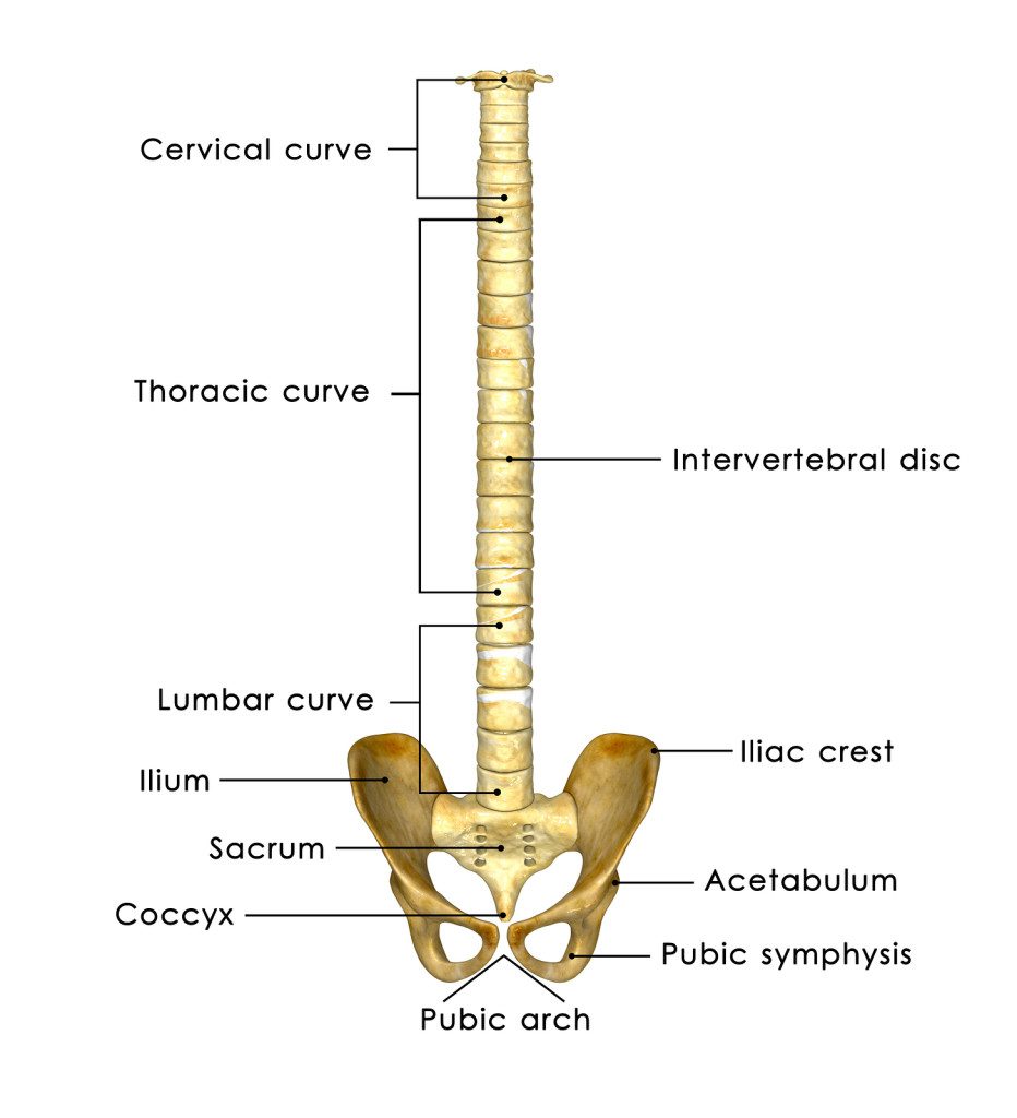 Your spinal column is made up of 24 vertebrae that are stacked up like a pile of doughnuts. Between each of these vertebrae are pads of cartilage called discs, which act like shock absorbers.